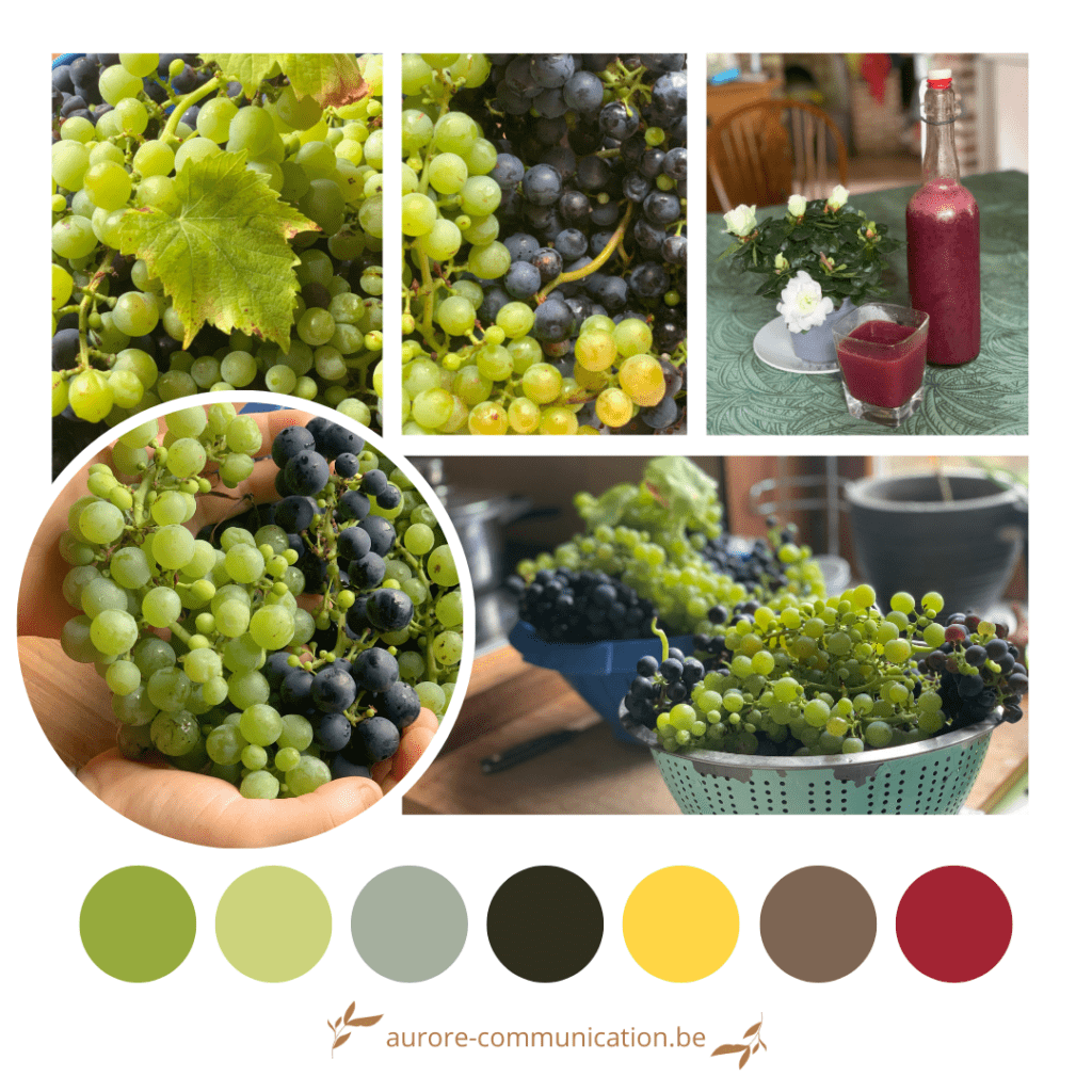 Palette de couleurs - J'ai fait du jus de raisin avec les fruits du jardin