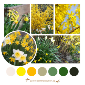 Palette de couleurs printanières inspirées des jonquilles, narcisses et forsythia du jardin