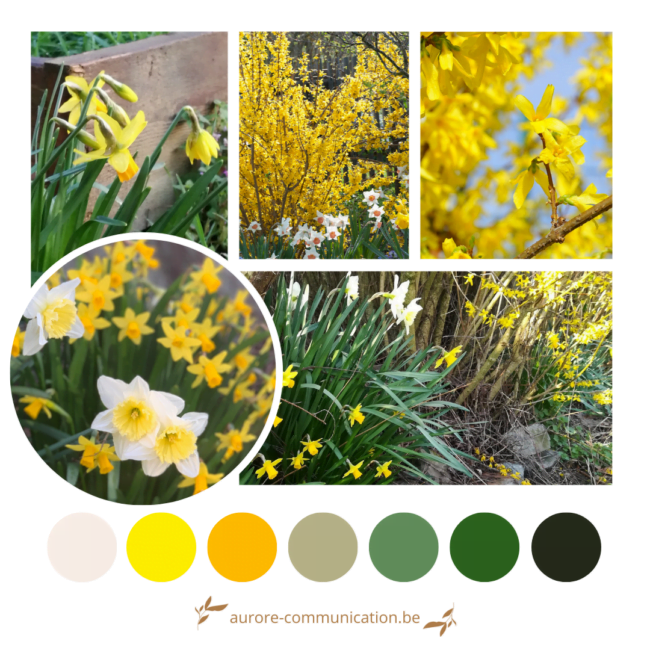 Palette de couleurs printanières inspirées des jonquilles, narcisses et forsythia du jardin