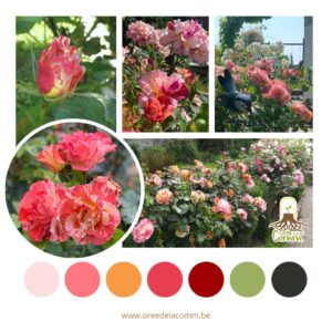 Palette de couleurs du jardin : roses