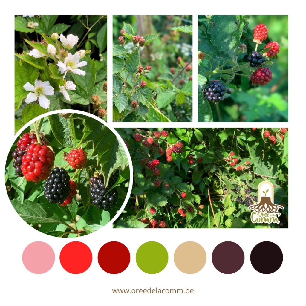 Palette de couleurs inspirées du jardin et des mûres qui y poussent