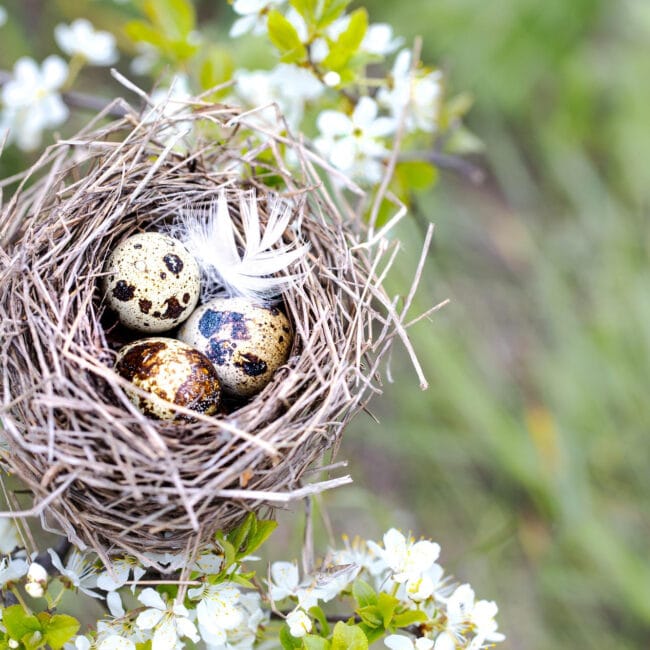 Fais éclore ton projet entrepreneurial en douceur et avec naturel